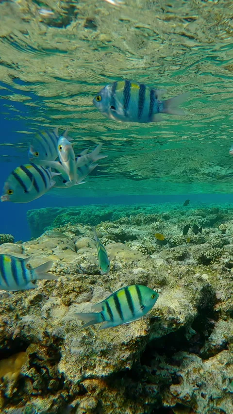 School of Indo-Pacific Sergeant vaigiensis swims over edge of flat-top on Stock Footage 302758493