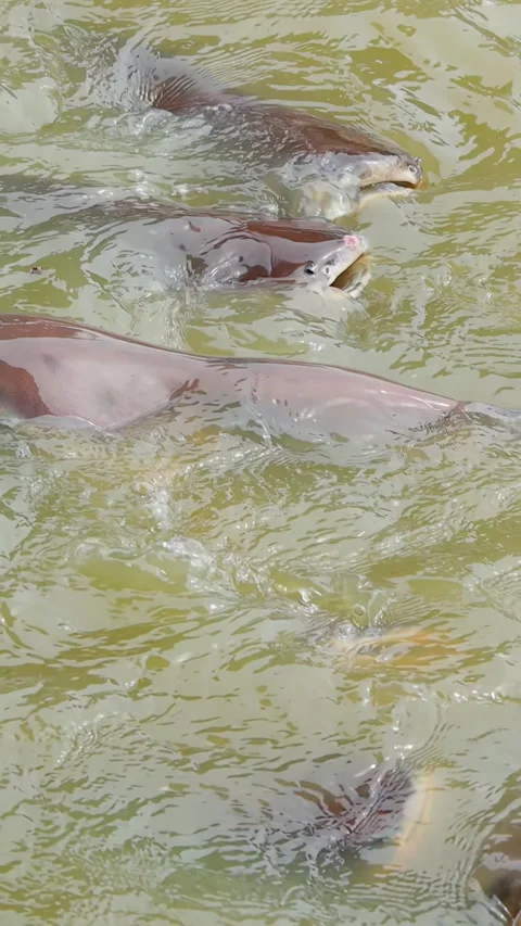 School of Iridescent Shark Catfish Feeding in Murky River Water Vidéo 340319363