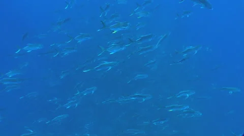 School of Jack In The Caribbean Stock Footage 53281718