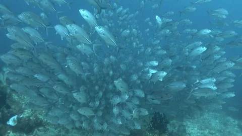 A school of jack fish explodes Video stock 74099987