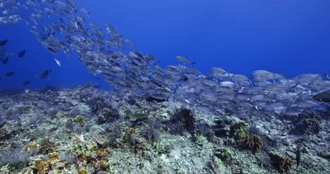 School of Jack Fish Swimming Above Tropical Coral Reef Stock Footage 341754127