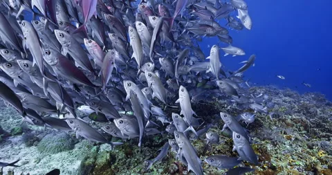 School of Jack Fish Swimming Above Tropical Coral Reef Stock Footage 341754399