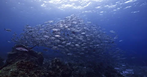 School of Jack Fish Swimming Above Tropical Coral Reef Stock Footage 341755224