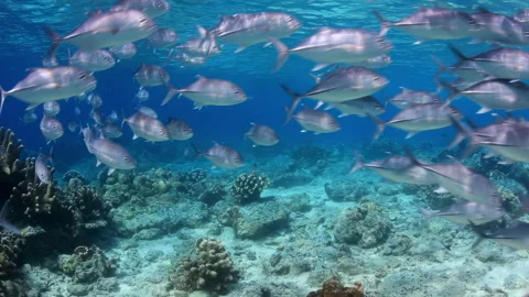 School of Jack Fish Swimming Over Coral Reef Stock Footage 345707426