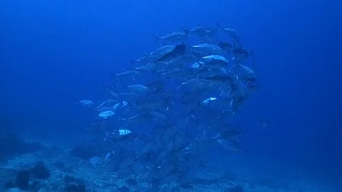 School of jackfish Video stock 112037350