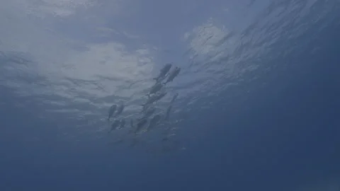 School of Jackfish Stock Footage 297028845