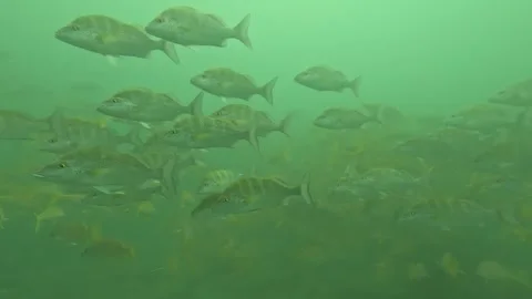 School of Jackfish Swimming Stock Footage 254265634