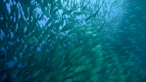 School of Jacks in Cabo Pulmo Stock Footage 143459401