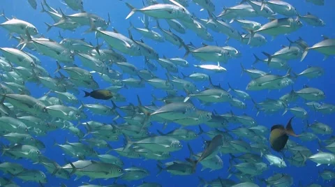 School of Jacks on a coral reef Stock Footage 49678605
