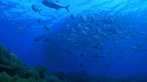 School of Jacks on a coral reef Stock Footage 49679180