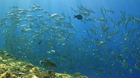 School of Jacks on a coral reef Stock Footage 49679996