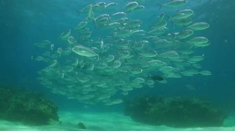 School of Jacks on a coral reef Stock Footage 51492747
