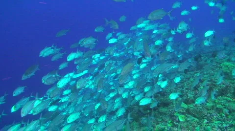 School of Jacks Stock Footage 696576