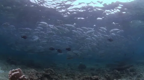 School of jacks Vidéo 39949124