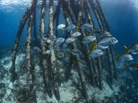 School of Jacks 库存照片