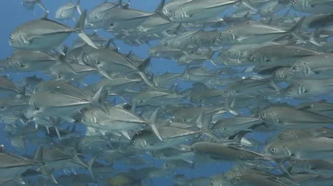 School of Jacks swimming Stock Footage 10774554