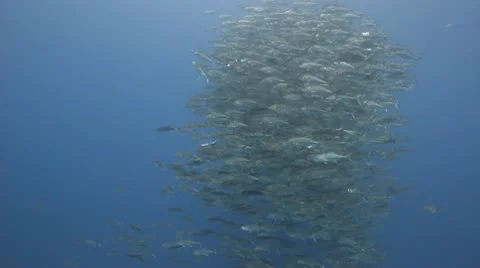 School of Jacks swimming Video stock 10774787