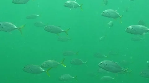 School of Jacks Underwater Stock Footage 7137074