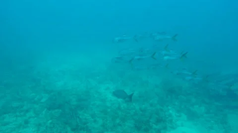School of Jacks Underwater Stock Footage 7755950