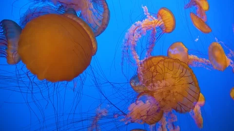 School Of Jellyfish 스톡 동영상 104108938