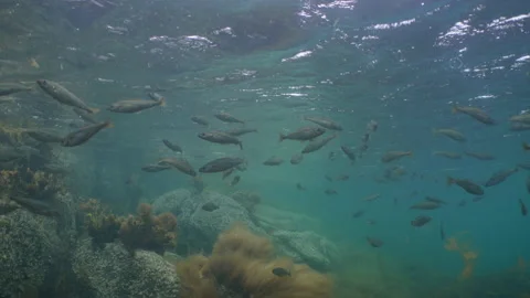 School of juvenile coalfish at the surface Stock Footage 136529217