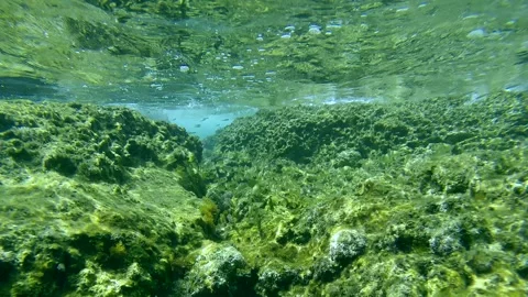 School of juvenile golden Marbled Spinefoot fish swim over shallow rocky bottom Stock Footage 255111934