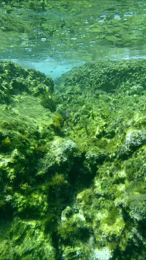 School of juvenile golden Marbled Spinefoot fish swim over shallow rocky bottom Stock Footage 255111975