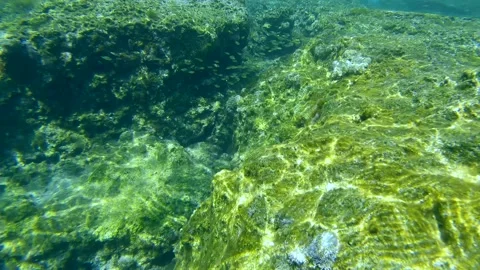 School of juvenile golden Marbled Spinefoot fish swim over rock seabed under Stock Footage 257666907
