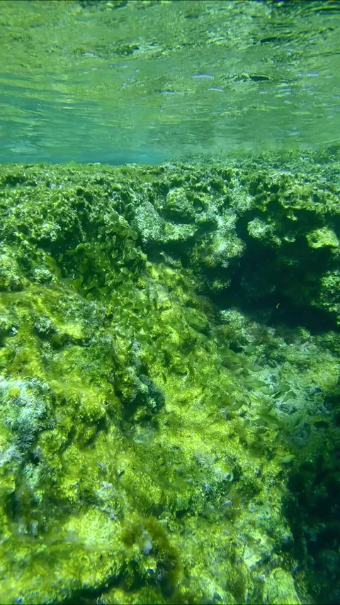 School of juvenile golden Marbled Spinefoot fish swim on rocks reef under waves Stock Footage 257666989