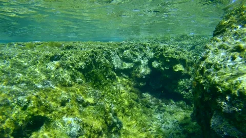 School of juvenile golden Marbled Spinefoot fish swim on rocks reef under waves Stock Footage 259300282