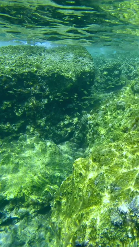 School of juvenile golden Marbled Spinefoot fish swim over rock seabed under Stock Footage 271344402