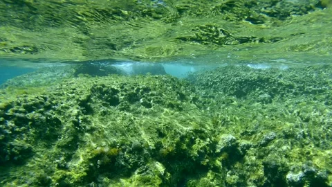 School of juvenile golden Marbled Spinefoot fish swim over rock reef under waves Stock Footage 271344488