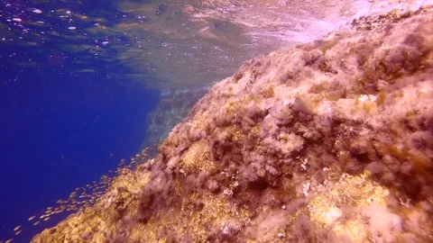 School of juvenile Marbled Spinefoot fish swim along cliff on blue water Stock Footage 257667698