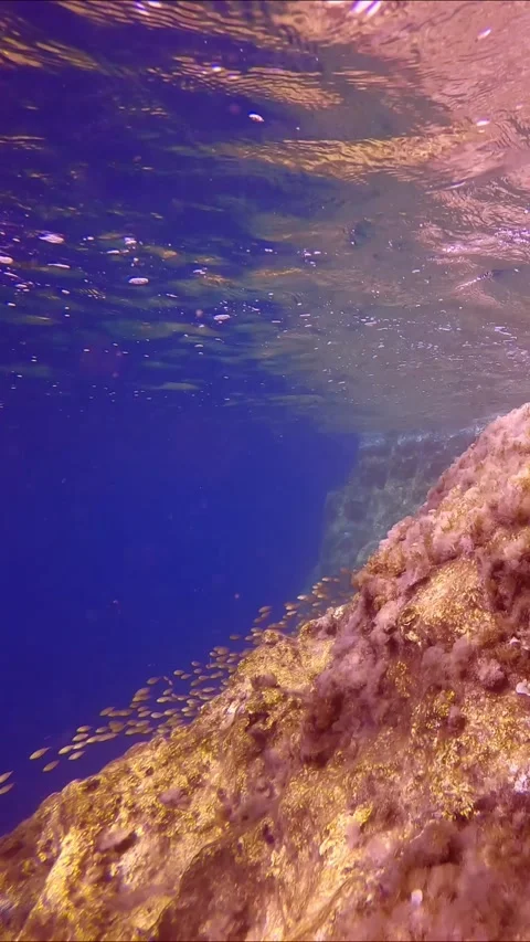 School of juvenile Marbled Spinefoot fish swim along cliff on blue water Stock Footage 271344478