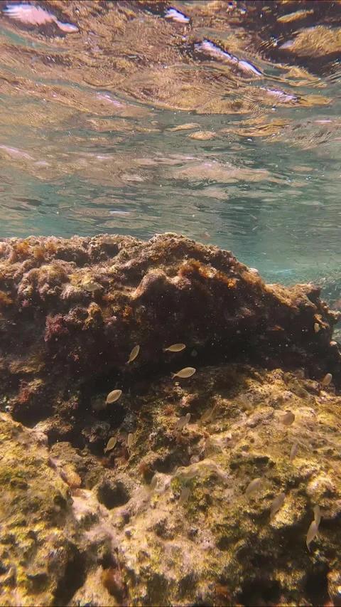 School of juvenile Marbled Spinefoot swim on rock reef in Mediterranean Sea Stock Footage 253875442