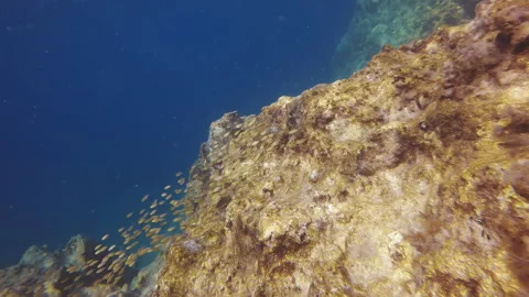 School of juvenile Marbled Spinefoot swim on rock reef in Mediterranean Sea Stock Footage 253883379