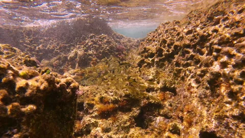 School of juvenile Marbled Spinefoot swim on rock reef in Mediterranean Sea Stock Footage 253886481