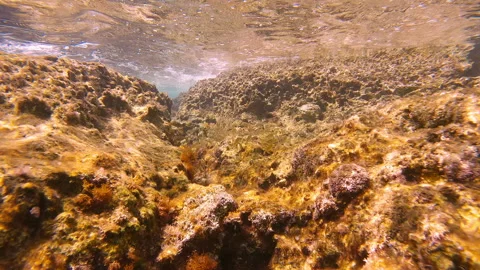 School of juvenile Marbled Spinefoot swim on rock reef in Mediterranean Sea Stock Footage 253886752