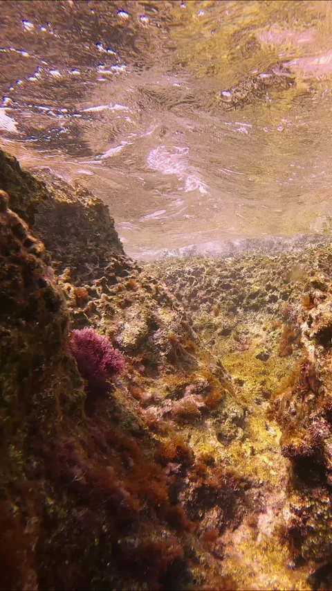 School of juvenile Marbled Spinefoot swim on rock reef in Mediterranean Sea Stock Footage 267708010