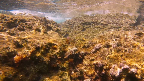 School of juvenile Marbled Spinefoot swim on rock reef in Mediterranean Sea Video stock 277491012