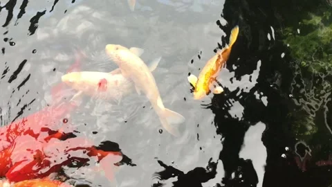 A school of koi fish in a fish pond in J. Park. Stock Footage 153477344