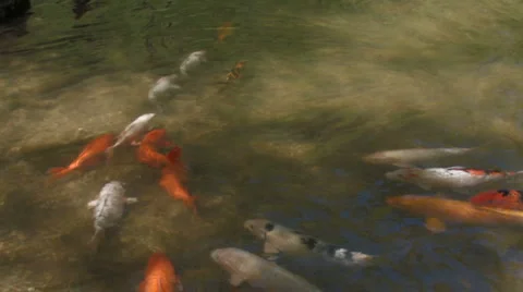 School of koi fish Video stock 4280530