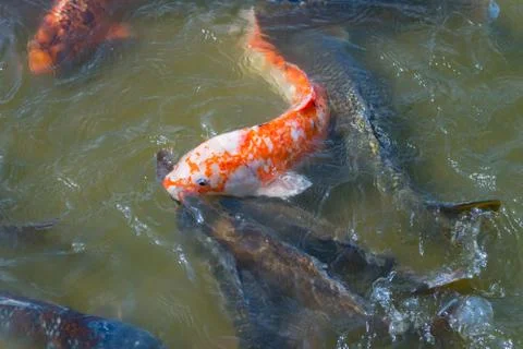School of Koi Fish Stock Photos