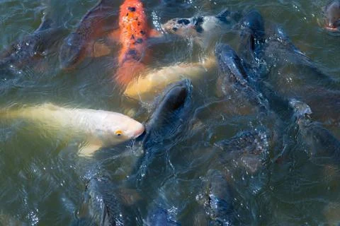 School of Koi Fish Stock Photos