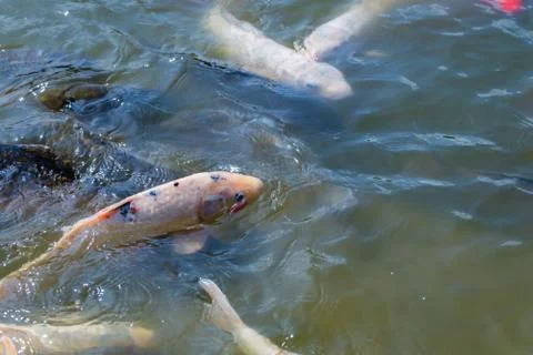 School of Koi Fish Stock Photos