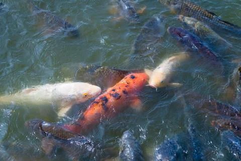 School of Koi Fish Stock Photos