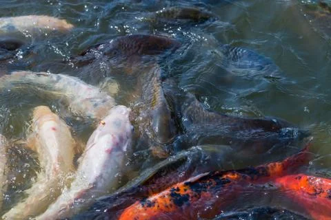 School of Koi Fish Stock Photos