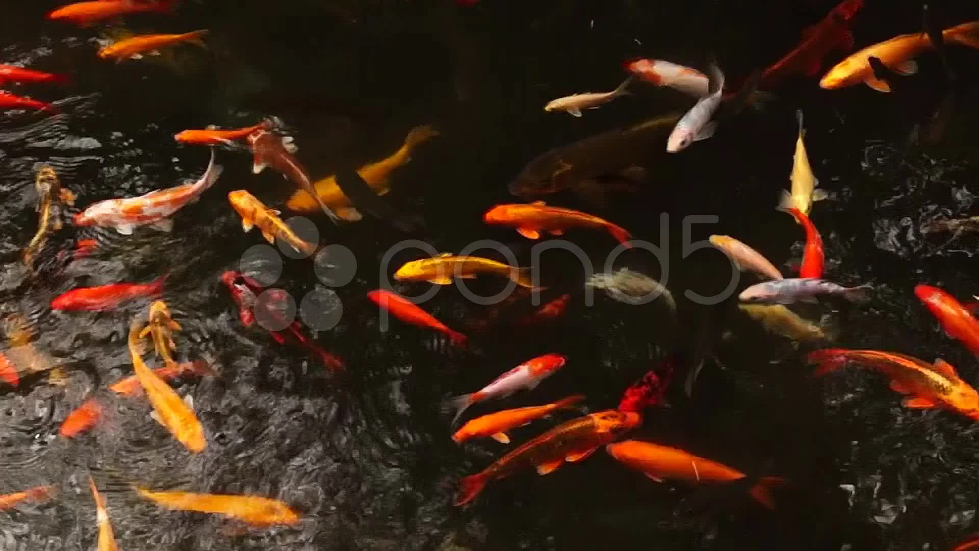 Diverse School Of Japanese Koi Fish Swim Together In Pond Stock