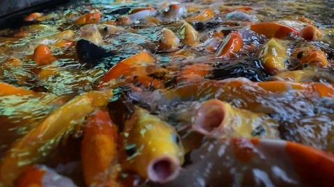 School of Koi fish in the pond. Close up view Stock Footage 125848985