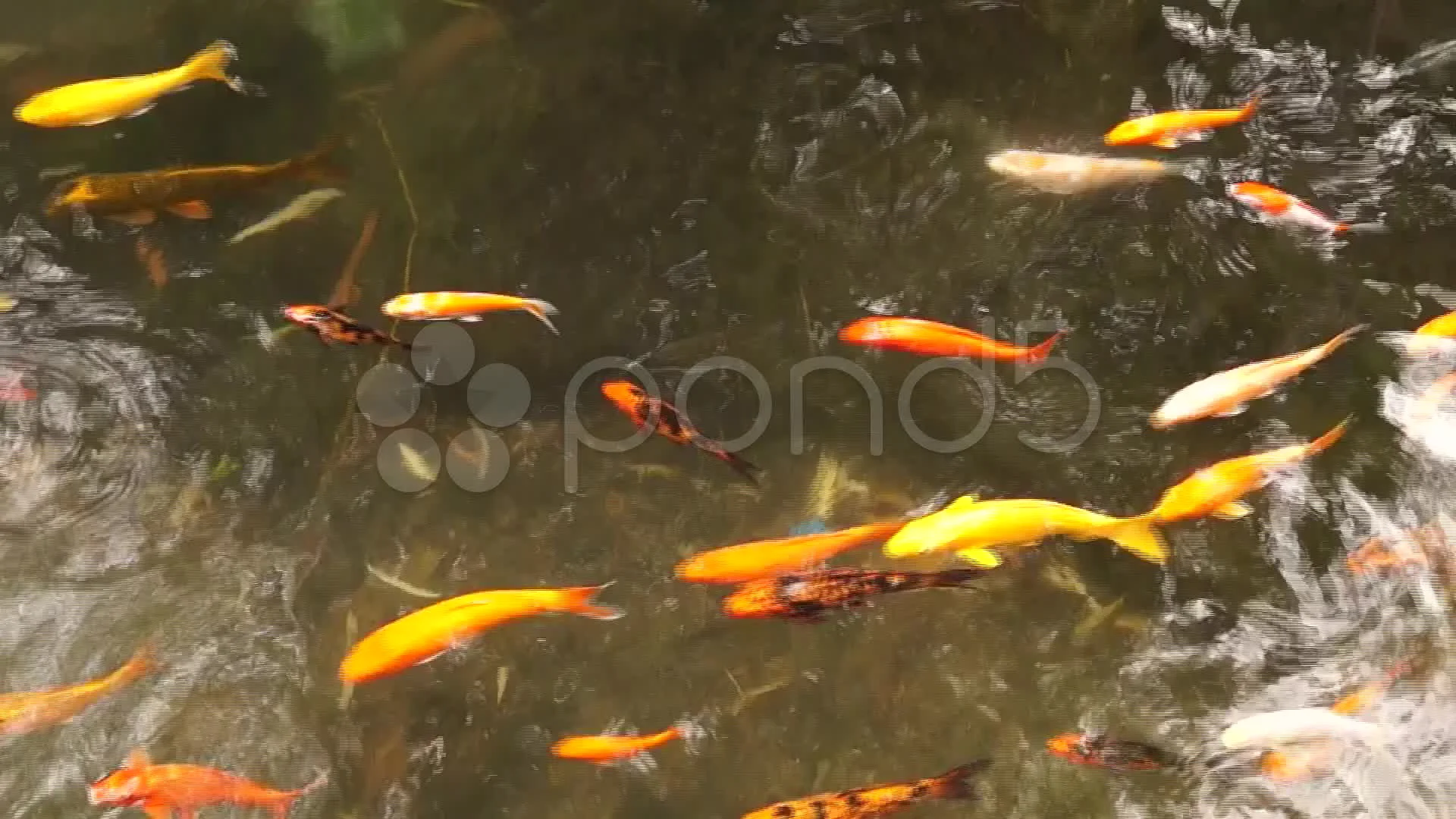 Diverse School Of Japanese Koi Fish Swim Together In Pond Stock